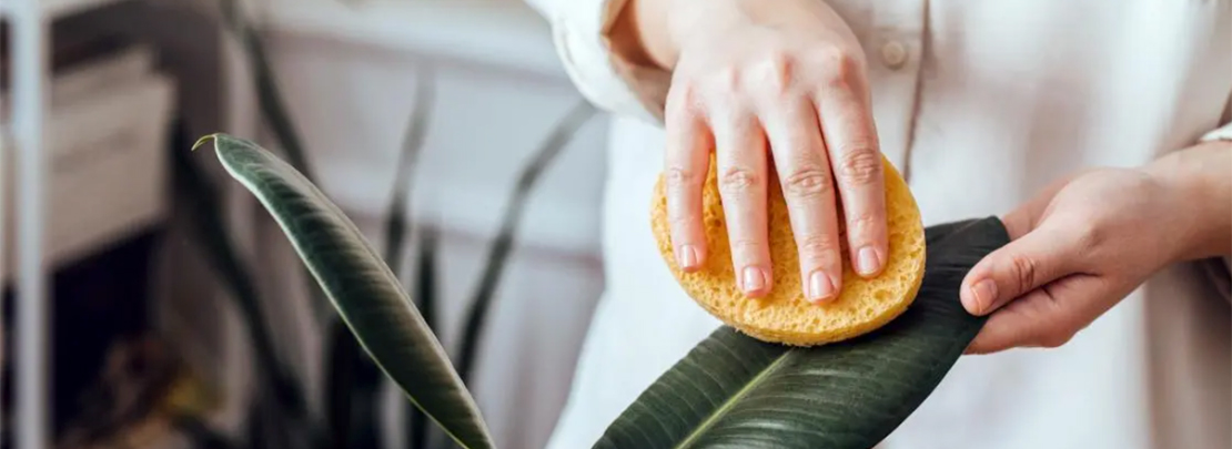 Person reinigt mit einem Schwamm die Blätter einer Zimmerpflanze zur Pflege.
