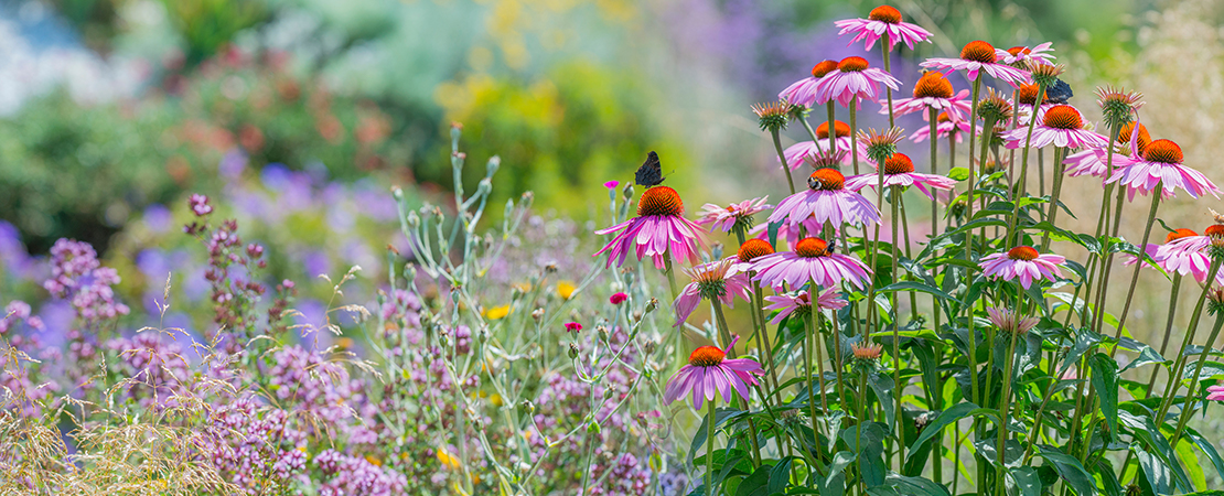 Bunte Blütenvielfalt lockt zahlreiche Insekten an – ein Schmetterling sitzt auf einer der Blüten. Symbolbild für: Artenvielfalt von Insekten.